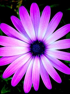 紫色雏菊花图辑四 15739)