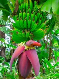 水果系列手机图片-香蕉图片 16053)