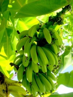 水果系列手机图片-香蕉图片 16050)
