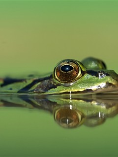 各种蛙类照片 16275)