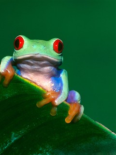 各种蛙类照片 16278)