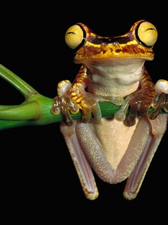 各种蛙类照片 16280)