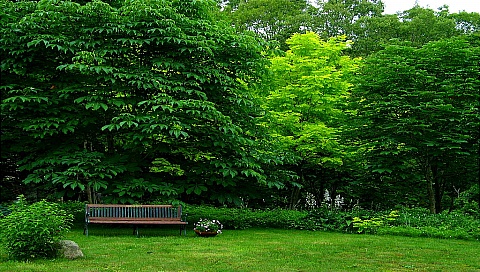 绿色迷人的草地树林 17366)