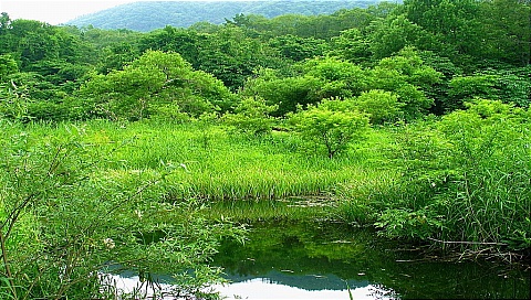 绿色迷人的草地树林 17368)