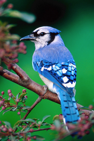蓝色的小鸟 17384)