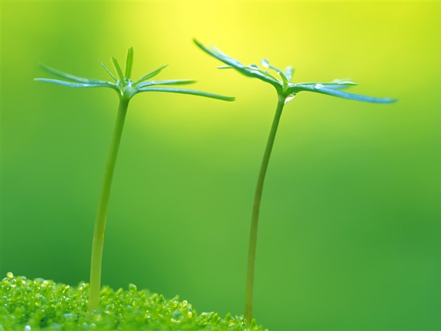 绿色植物嫩芽摄影美图 17469)