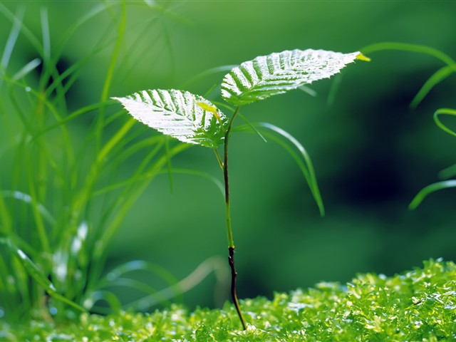 绿色植物嫩芽摄影美图 17470)