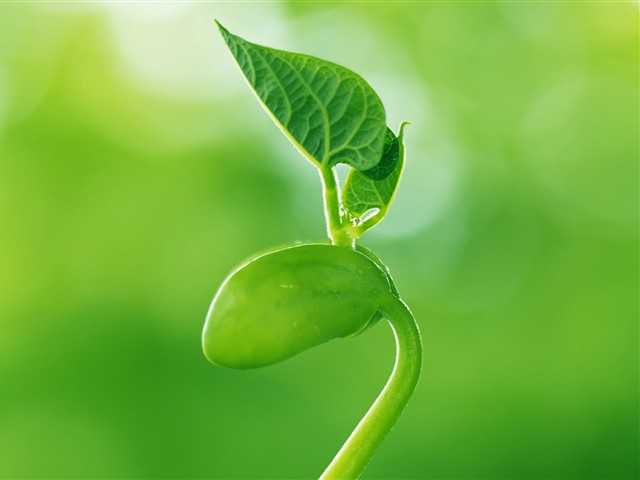 绿色植物嫩芽摄影美图 17463)