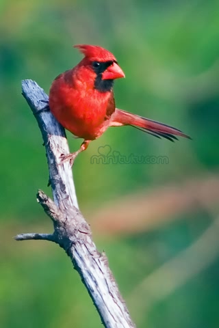 漂亮绚丽的北美红雀-红衣凤头鸟 17667)