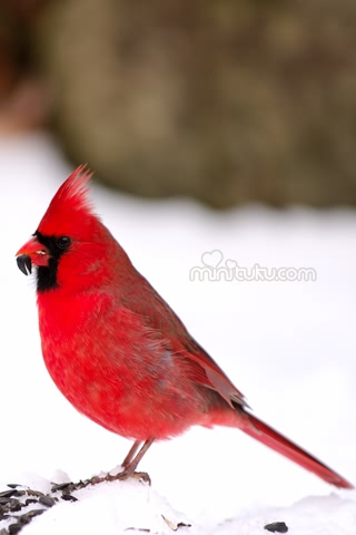 漂亮绚丽的北美红雀-红衣凤头鸟 17668)
