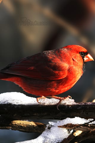 漂亮绚丽的北美红雀-红衣凤头鸟 17669)
