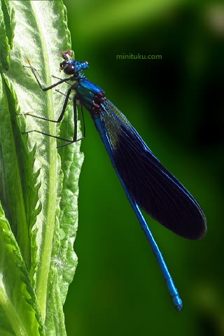 蓝色的蜻蜓 18083)
