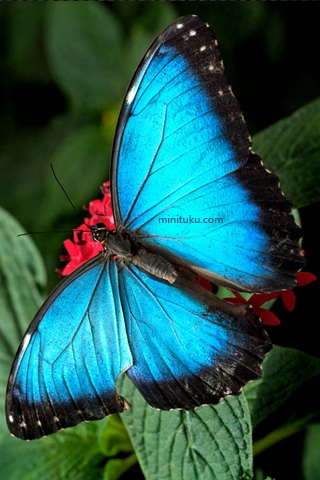 蓝色的蝴蝶 18084)