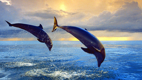 跳跃戏水的海豚 18416)