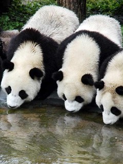 国宝大熊猫 19768)