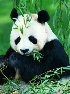 国宝大熊猫 19767)