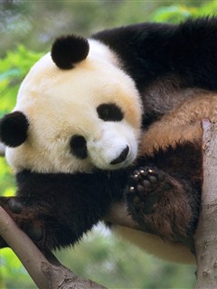 国宝大熊猫 19770)