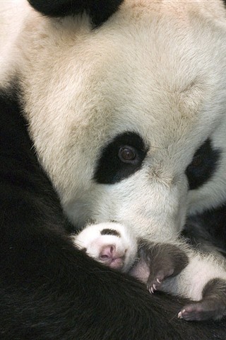 可爱大熊猫 19775)