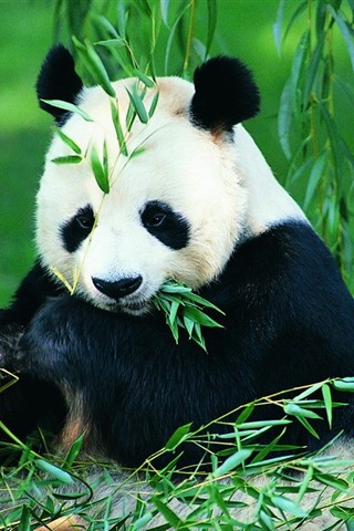 可爱大熊猫 19772)