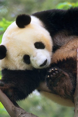 可爱大熊猫 19774)