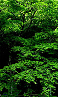 绿色的树林生机勃勃的春天美景 19817)