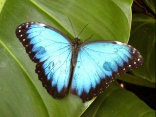 美丽的蓝蝴蝶 20119)
