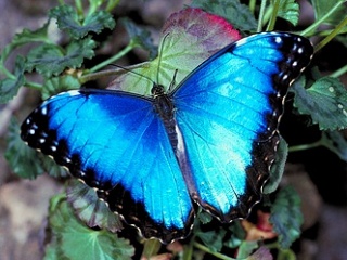 美丽的蓝蝴蝶 20113)