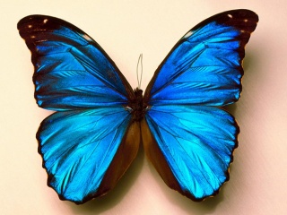美丽的蓝蝴蝶 20118)
