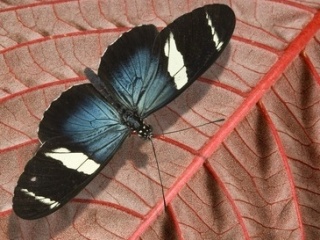 美丽的蓝蝴蝶 20121)