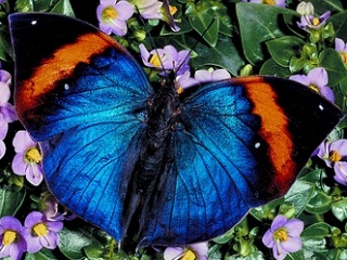 美丽的蓝蝴蝶 20110)