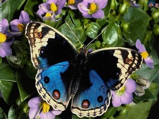 美丽的蓝蝴蝶 20112)