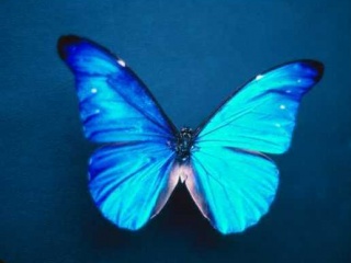 美丽的蓝蝴蝶 20117)