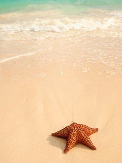 海滩上的海星 20302)