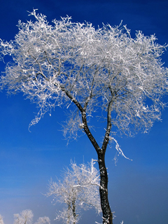 冬天雪树 20770)