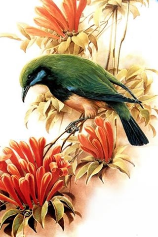 国彩-漂亮可爱的小鸟 20859)