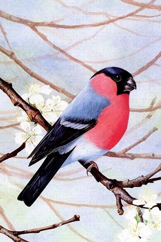 国彩-漂亮可爱的小鸟 20857)