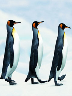 可爱的南极洲企鹅 21440)