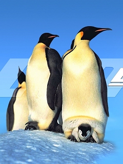 可爱的南极洲企鹅 21439)