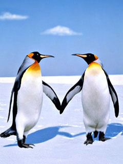 可爱的南极洲企鹅 21438)