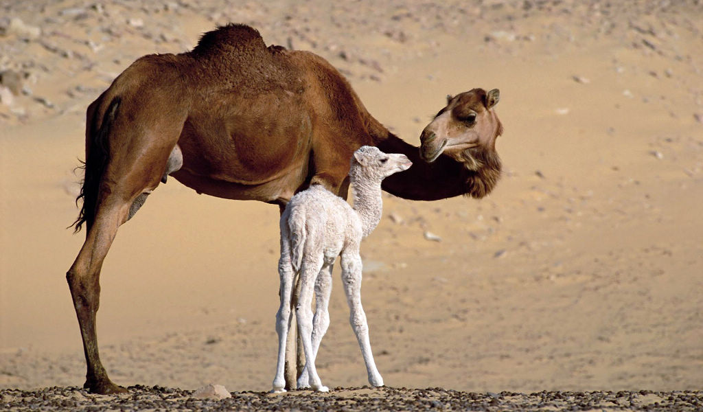 母骆驼和小骆驼 21815)