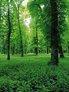 绿色的草地茂盛的树林 22052)