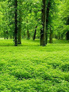绿色的草地茂盛的树林 22055)