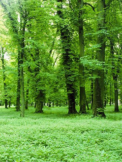 绿色的草地茂盛的树林 22053)