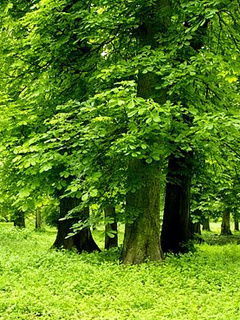 绿色的草地茂盛的树林 22054)