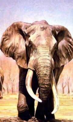 高大威猛的大象！ 22390)
