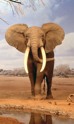 高大威猛的大象！ 22386)