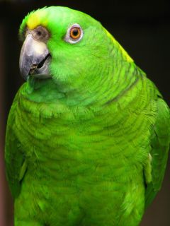 绿色的鹦鹉 26608)