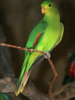 绿色的鹦鹉 26605)