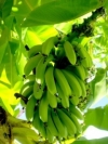 水果系列手机图片-香蕉图片