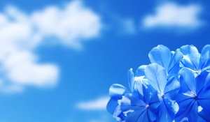 蓝白花瓣